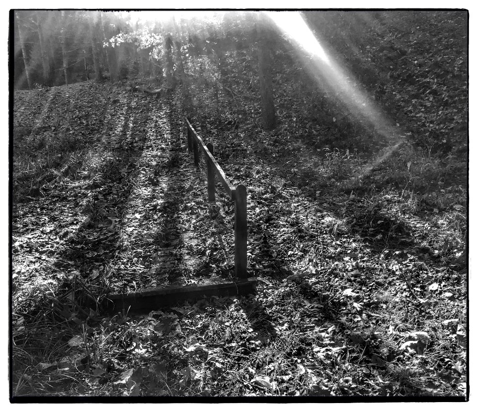 Into the Forest (49091385817)