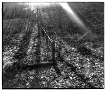 Into the Forest (49091385817)