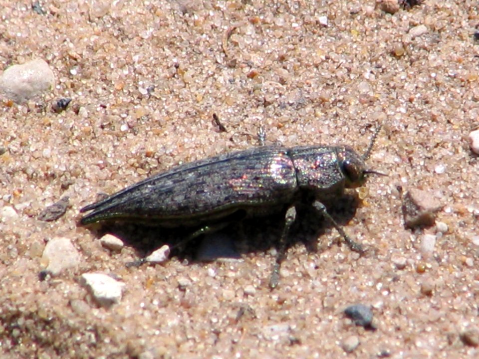 Invasive pest (710647798)