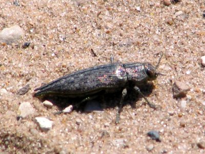 Invasive pest (710647798)