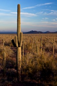 Ironwood Forest National Monument (26425381630)