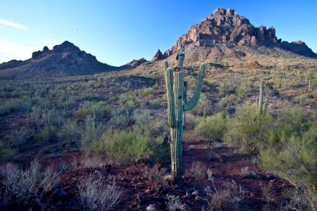 Ironwood Forest National Monument (26092519414)