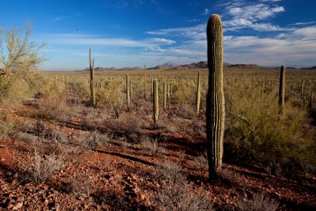 Ironwood Forest National Monument (26092533464)