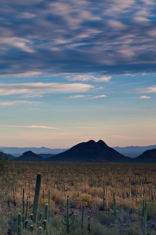 Ironwood Forest National Monument (26632217681)