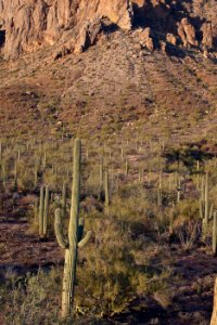 Ironwood Forest National Monument (26425374130)