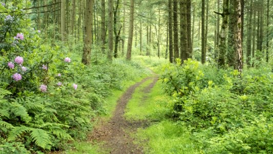 Inviting, Pant-du woodland, N Wales, UK. (51284200309)