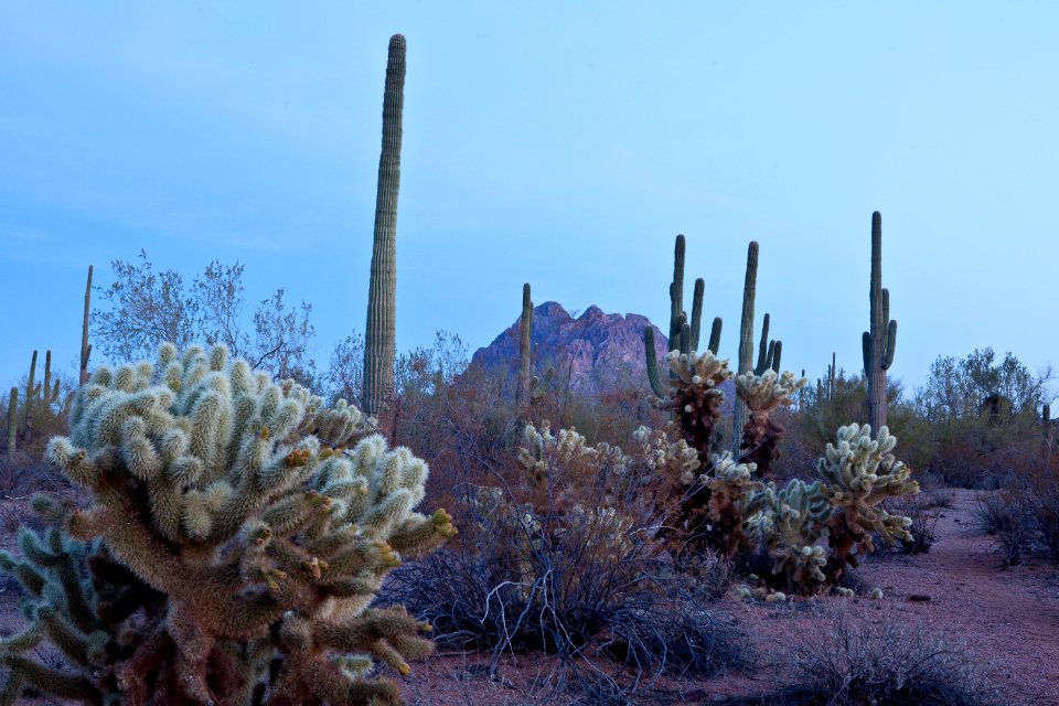 Ironwood Forest National Monument (26632354921)