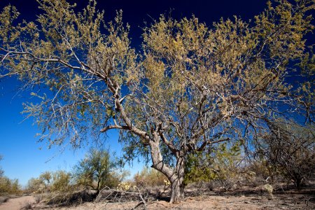 Ironwood Forest National Monument (26671667546)