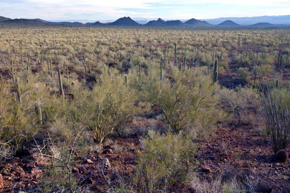 Ironwood Forest National Monument (26094309303)