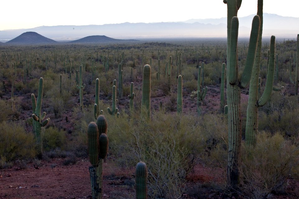 Ironwood Forest National Monument (26425368420)