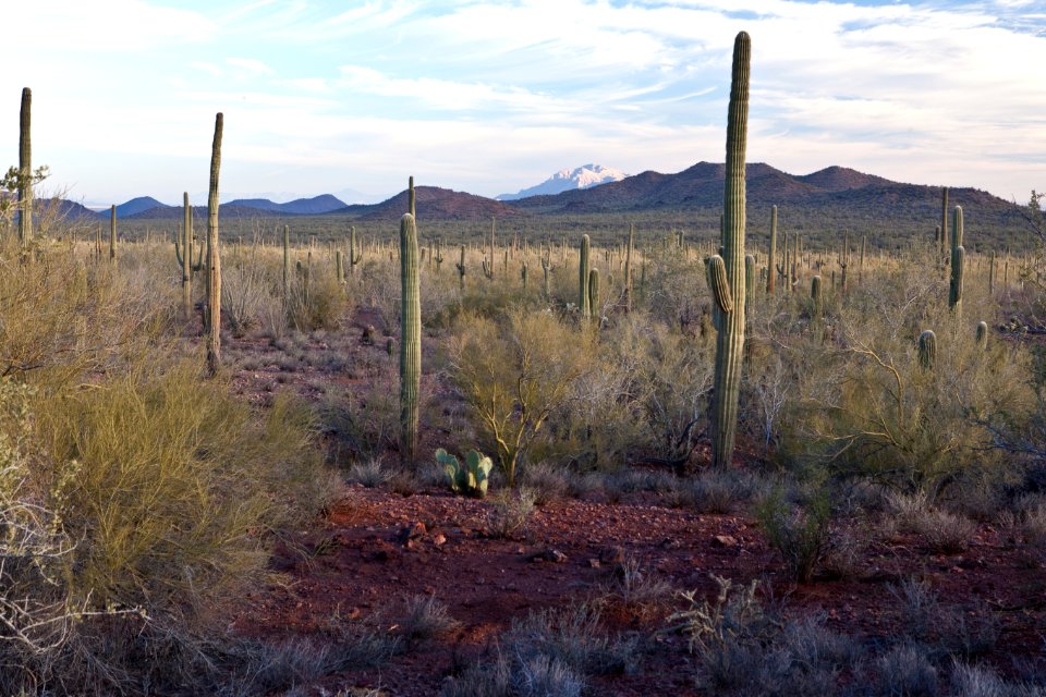 Ironwood Forest National Monument (26425387120)