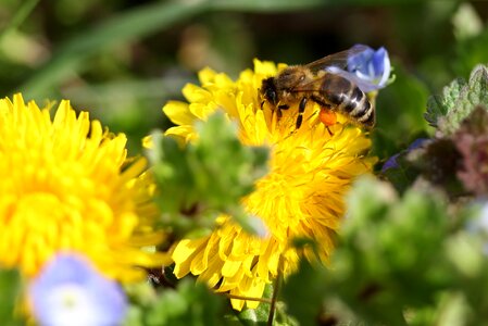 Pollen insecta diligent