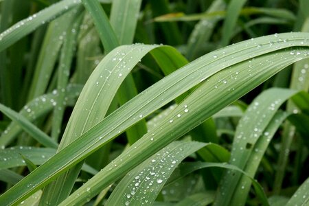 Water drops green grass