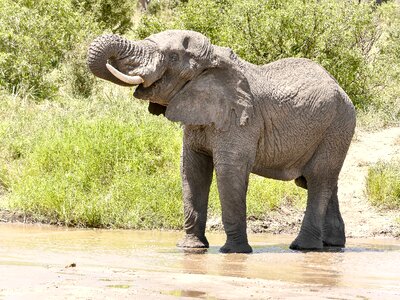 Safari tanzania shower