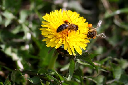 Pollen insecta diligent