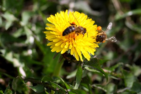 Pollen insecta diligent photo