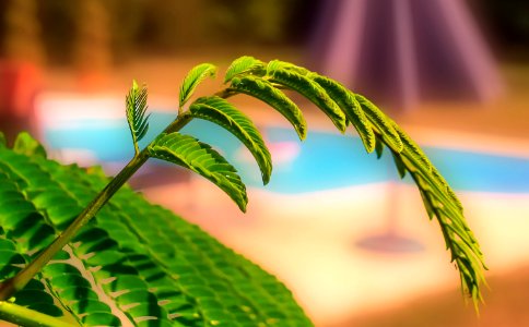 Jardin avec Pentacon 29mm (42832064464)