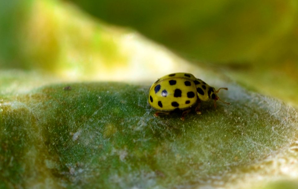 Jaune (29621388844)