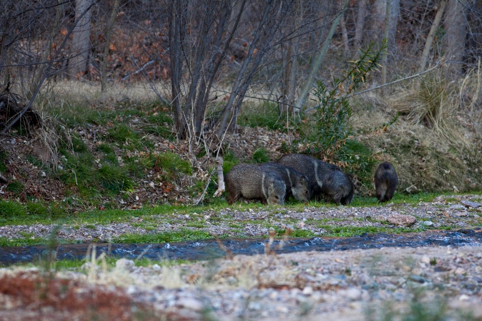 Javalina in the Aravaipa Wilderness Area (26093423193)