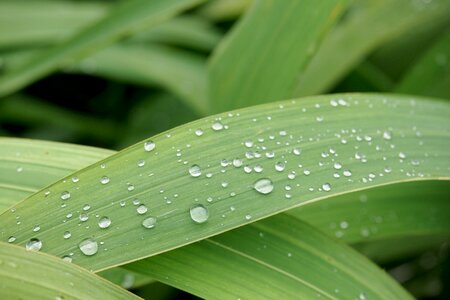 Water drops reed leaf