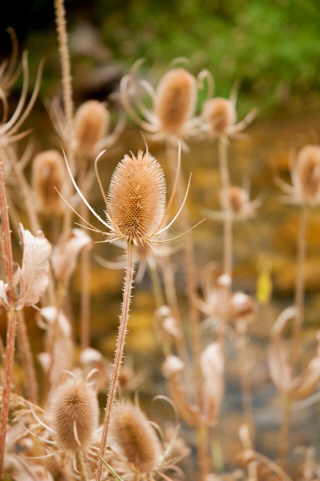 Autumn weed beautiful