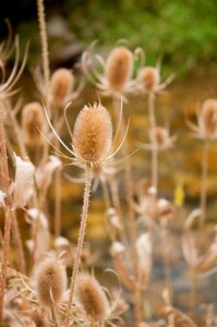 Autumn weed beautiful