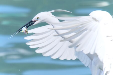 White heron bird