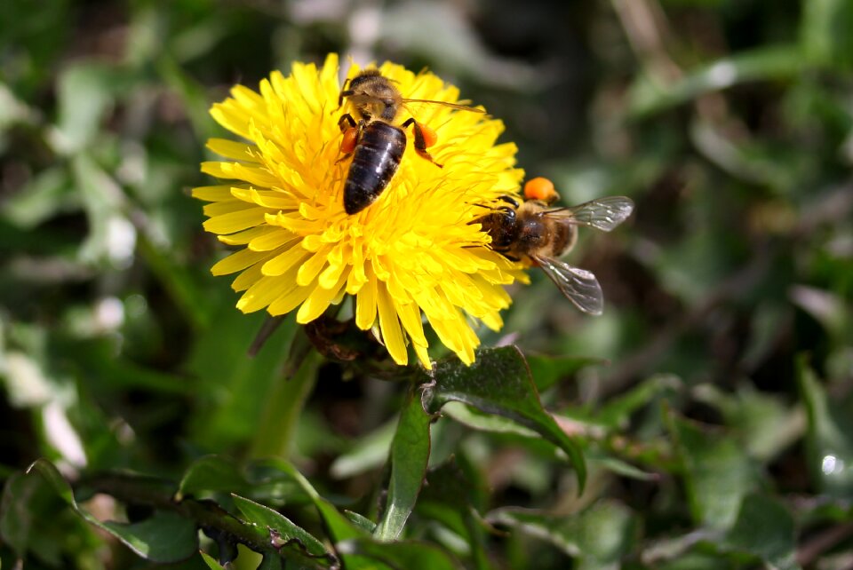 Pollen insecta diligent