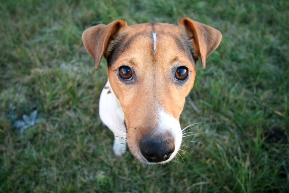 Cute mammal canine