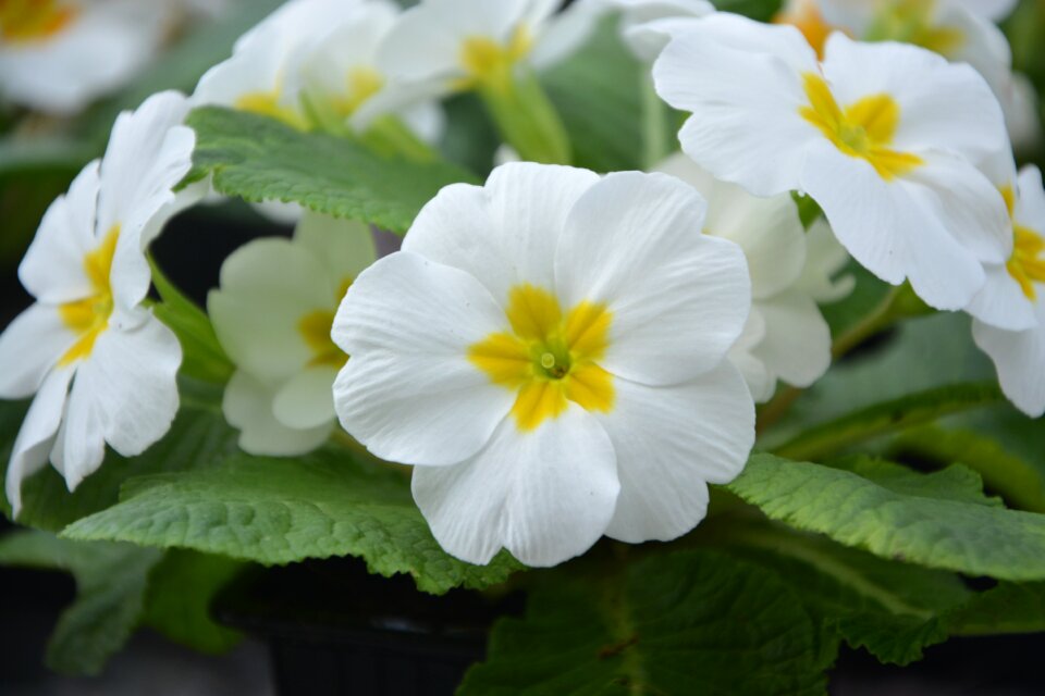 Nature plant floral