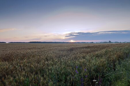 Field dawn summer photo