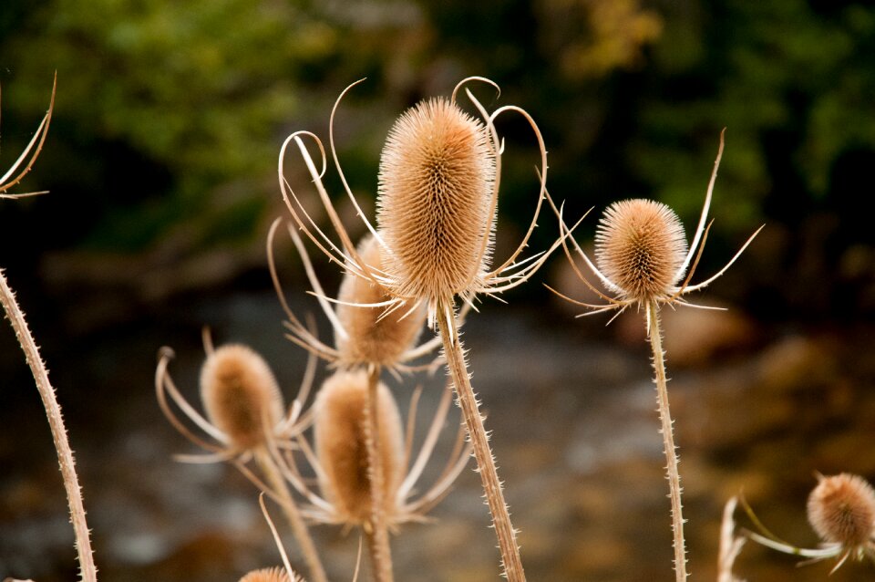 Autumn weed beautiful