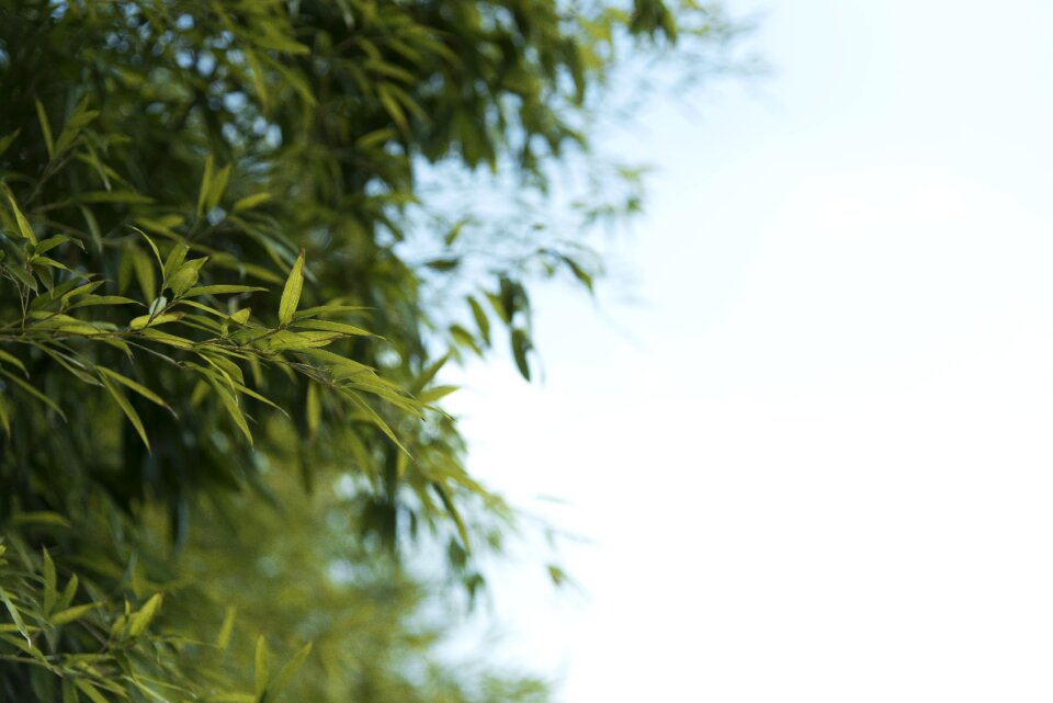 Landscape green plants