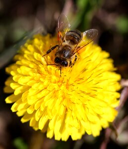 Pollen insecta diligent photo