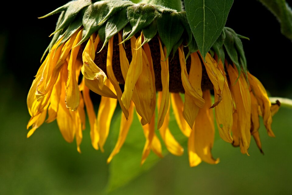 Hanging close up yellow flower photo