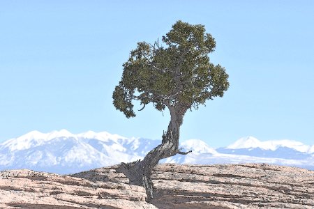 Juniper on Rock (35290440220)