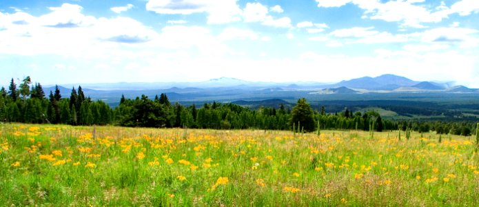 Kachina Peaks Hiking Trail Wildflowers (24698951788)