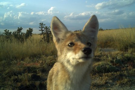 Juvenile Coyote (51647745226) photo