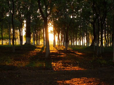 Shade jungle at dusk