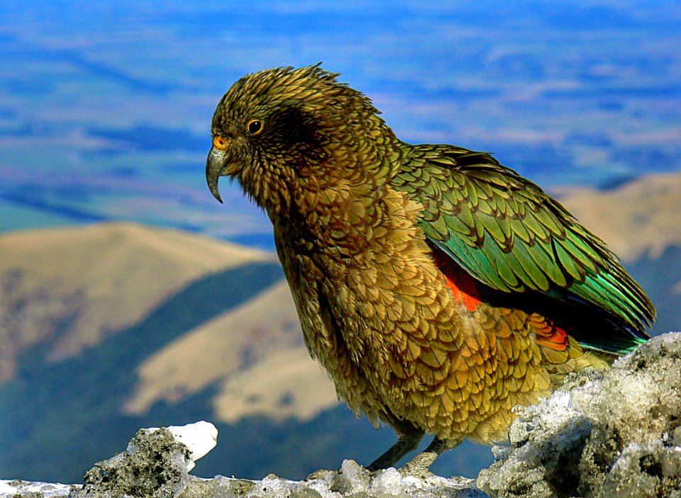 Kea. Nestor notabilis. (50767455993)