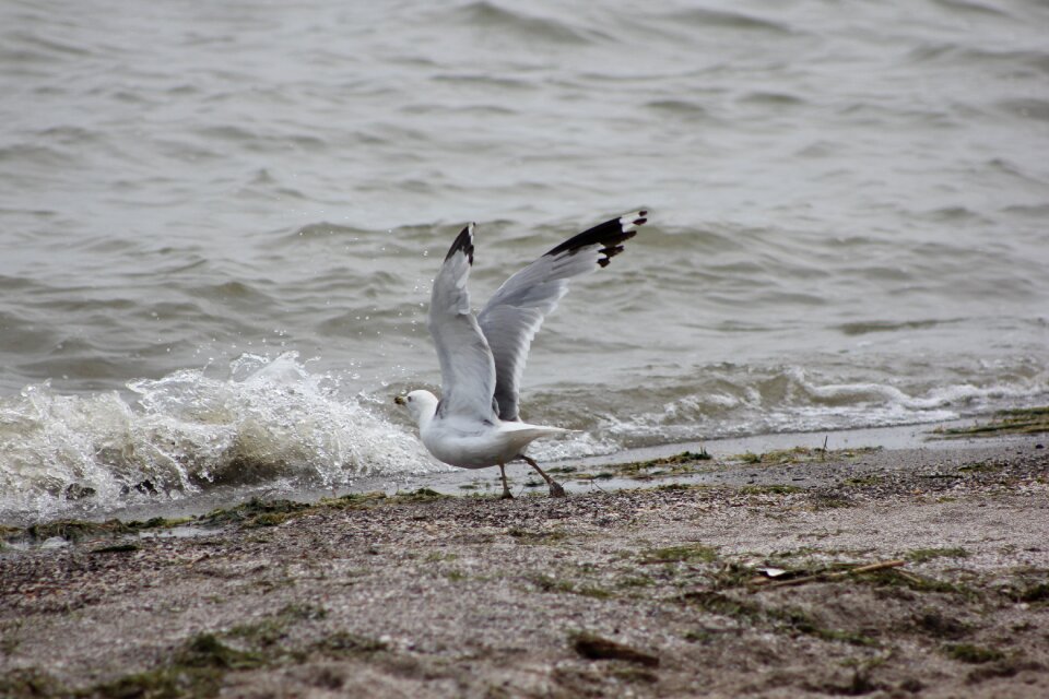 Seagull lake erie
