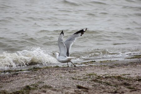 Seagull lake erie photo