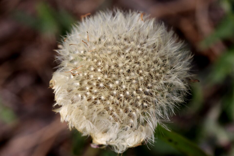 White plant flower