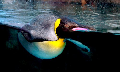 King penguin Calgary Zoo. (50844157472)