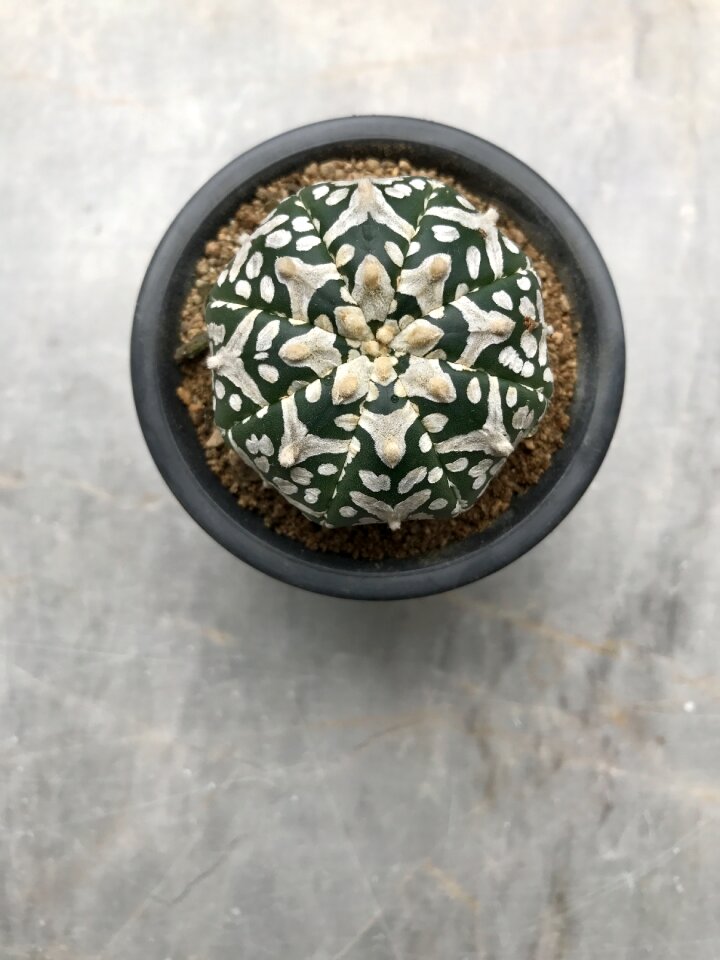 White garden design