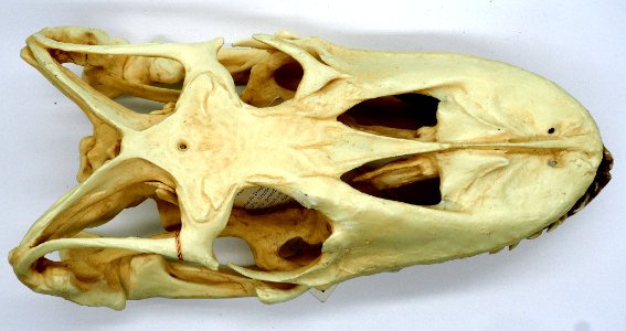 Komodo Dragon Skull Dorsal View (50668333348)