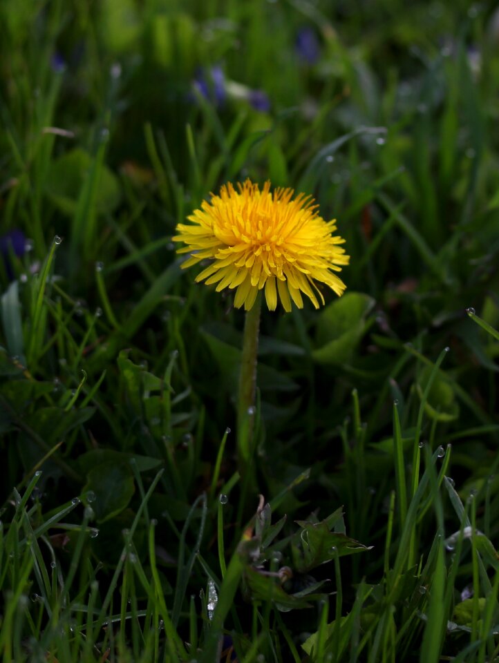 Grass morning green