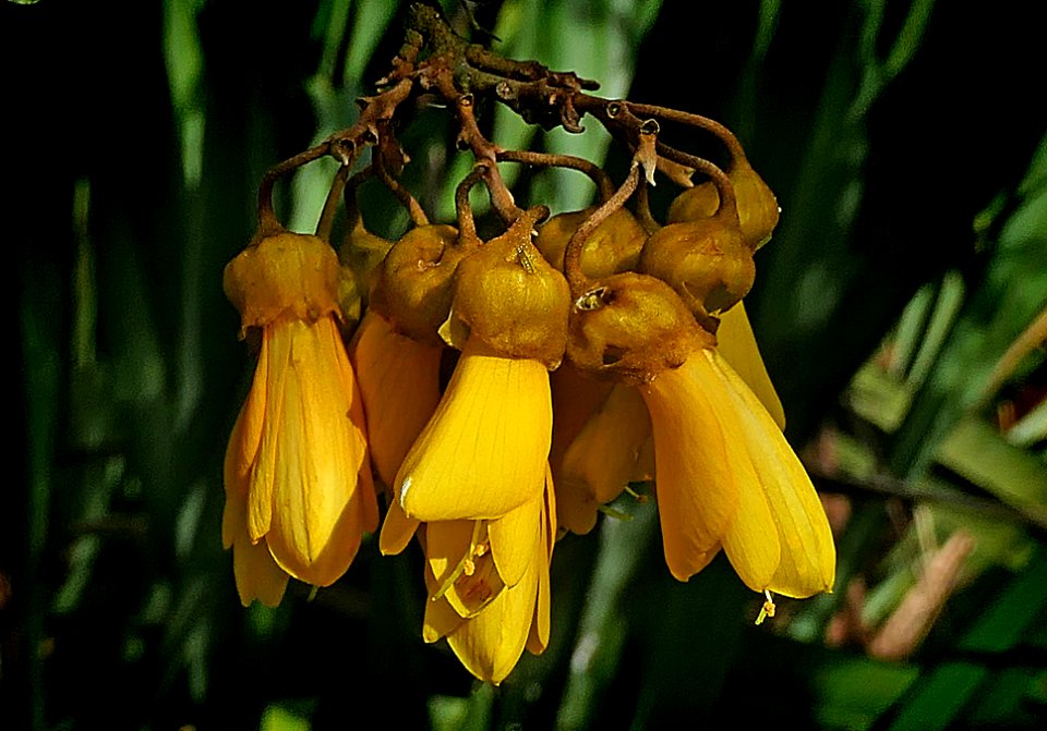 Kowhai (Sophora) (50257498786)