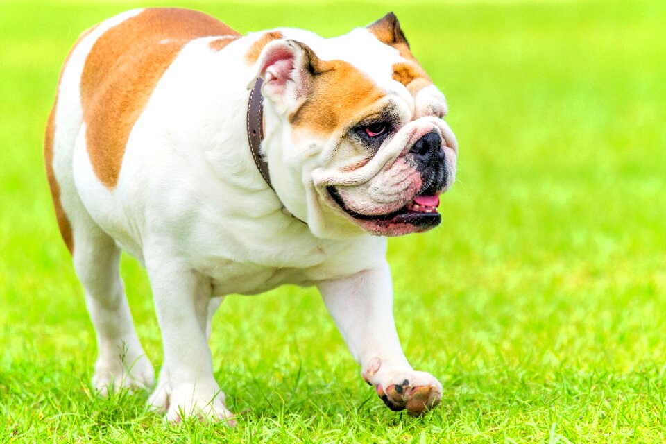 English bulldog canine