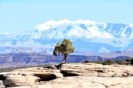 La Sal and Juniper (34868258263)